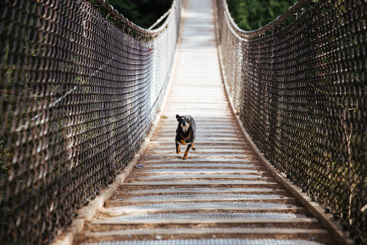 Dog running across a woodland suspension bridge
